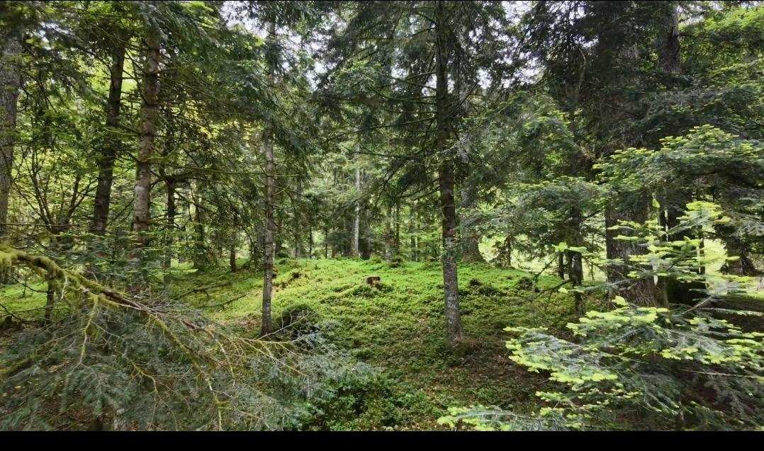 Sous-bois et lumière naturelle